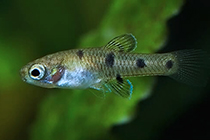 Представители рода Phallichthys, обычно содержащиеся в аквариумах