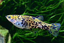 Представители род Phalloceros,чаще других содержащиеся в домашнем аквариуме