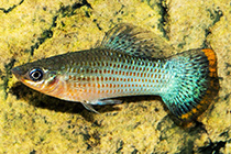 Представители рода Poecilia, которых обычно содержат в домашнем аквариуме