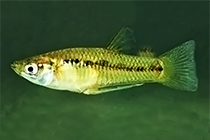 Представители рода Poeciliopsis, чаще других содержащиеся в домашних аквариумах