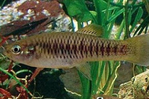 Представители рода Priapichthys, обычно содержащиеся в домашних аквариумах