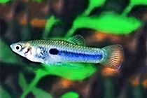 Представители рода Scolichthys, чаще других содержащиеся в домашних аквариумах