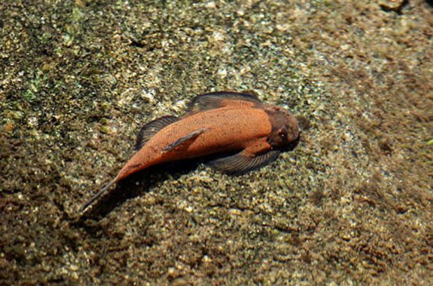 Гастромизон лепидогастер (Gastromyzon lepidogaster) содержание и разведение в домашнем аквариуме