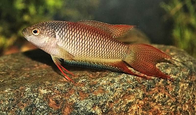 Макропод красноспинный (Macropodus erythropterus) содержание и разведение в домашнем аквариуме