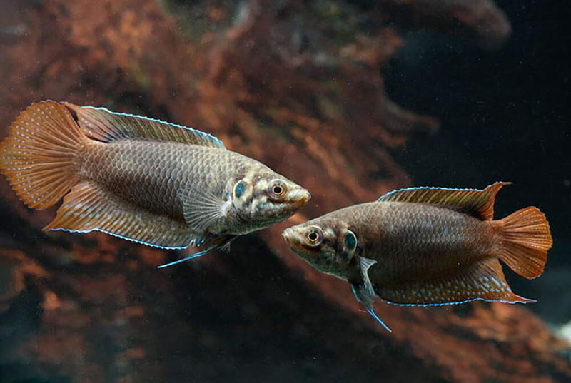 Макропод круглохвостый (Macropodus ocellatus) содержание и размножение в условиях домашнего аквариума