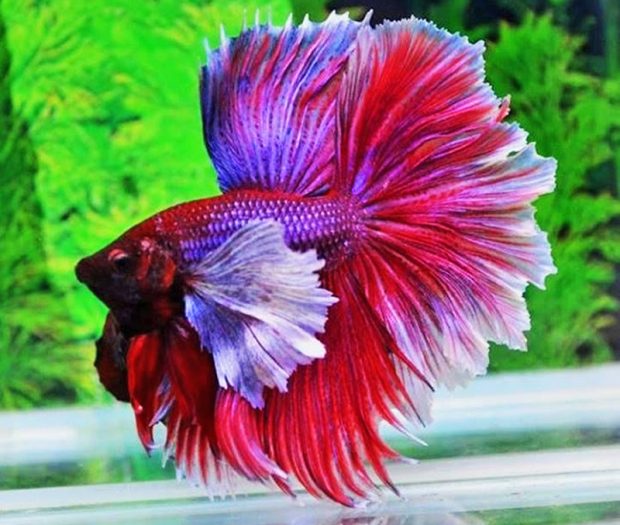 Петушок (Betta splendens) содержание и разведение в домашнем аквариуме