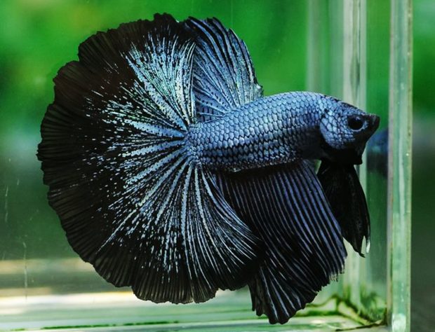 Петушок (Betta splendens) 1 содержание и разведение в домашнем аквариуме