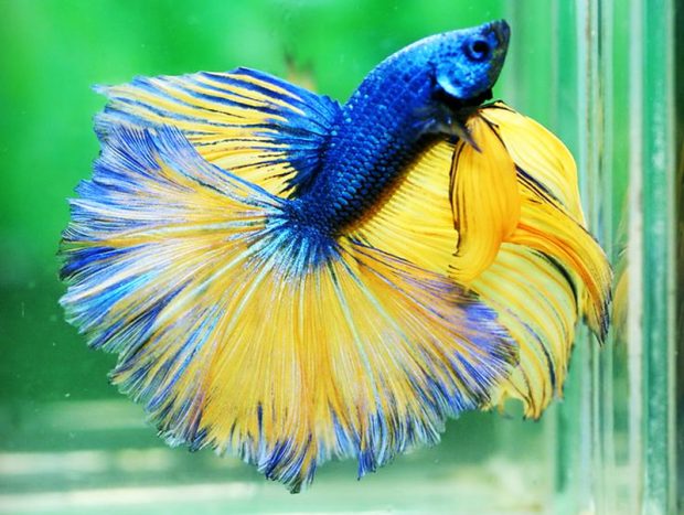 Петушок (Betta splendens) содержание и разведение в домашнем аквариуме