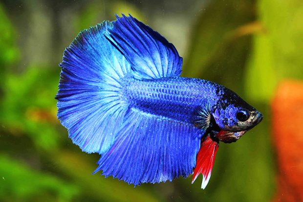 Петушок (Betta splendens) 4 содержание и разведение в домашнем аквариуме