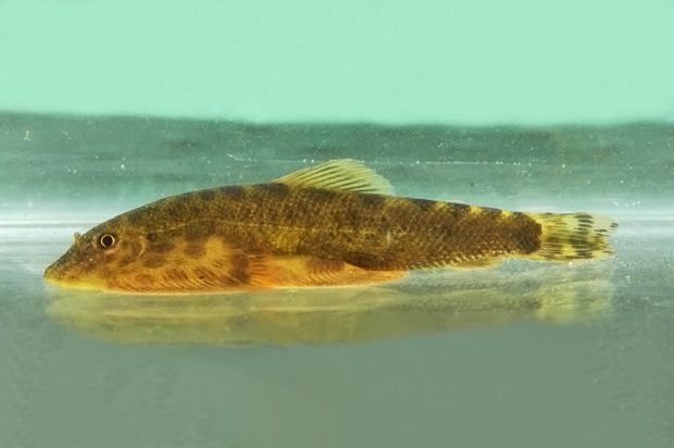 Синогастромизон тонкинский (Sinogastromyzon tonkinensis) содержание и разведение в домашнем аквариуме