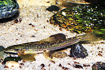 Представители рода Annamia чаще других содержащиеся в домашнем аквариуме