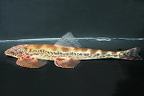 Представители рода Balitora обычно содержащиеся в домашних аквариумах