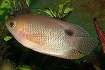 Представители рода Belontia чаще других содержащиеся в домашних аквариумах