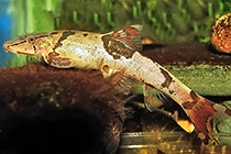 Представители рода Homaloptera, чаще всего содержащиеся в домашнем аквариуме