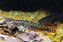 Представители рода Liniparhomaloptera обычно содержащиеся в домашнем аквариуме
