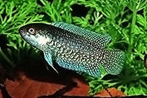 Представители рода Microctenopoma обычно содержащиеся в домашнем аквариуме