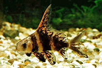 Представители рода Myxocyprinus чаще других содержащиеся в домашних аквариумах