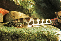 Представители рода Neogastromyzon обычно содержащиеся в домашних аквариумах