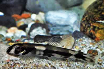 Представители рода Protomyzon, чаще других содержащиеся в домашнем аквариуме