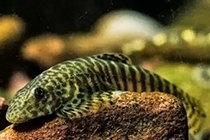 Представители рода Pseudogastromyzon обычно содержащиеся в домашнем аквариуме