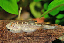 Представители рода Sinogastromyzon чаще других содержащиеся в домашнем аквариуме