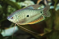 Представители рода Trichogaster обычно содержащиеся в домашнем аквариуме