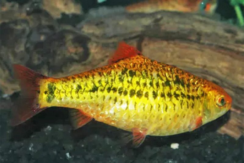 Барбус золотистый, Сакса (Puntius sachsii) содержание и размножение в условиях домашнего аквариума