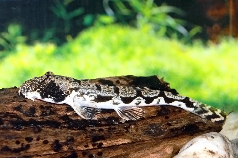 Вьюн гонгота (Canthophrys gongota) содержание и размножение в домашнем аквариуме