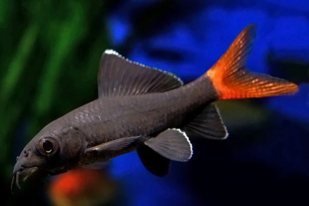 Лабео двухцветный (Epalzeorhynchos bicolor) содержание и разведение в домашних аквариумах