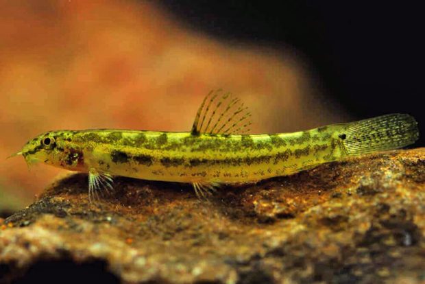 Лепидоцефалихтус гунтея (Lepidocephalichthys guntea) содержание и разведение в домашнем аквариуме