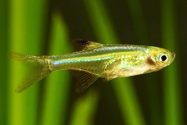 Микродеварио нана (Microdevario nana) содержание и разведение в домашнем аквариуме