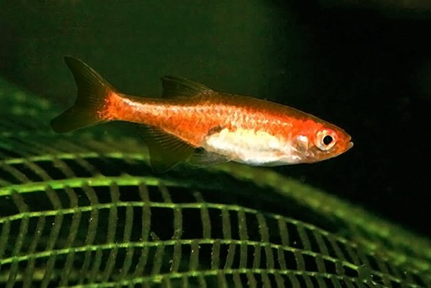 Микрорасбора краснополосая (Microrasbora rubescens) содержание и разведение в домашнем аквариуме