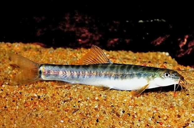 Немайхелус защитный (Nemacheilus selangoricus) содержание и разведение в домашнем аквариуме