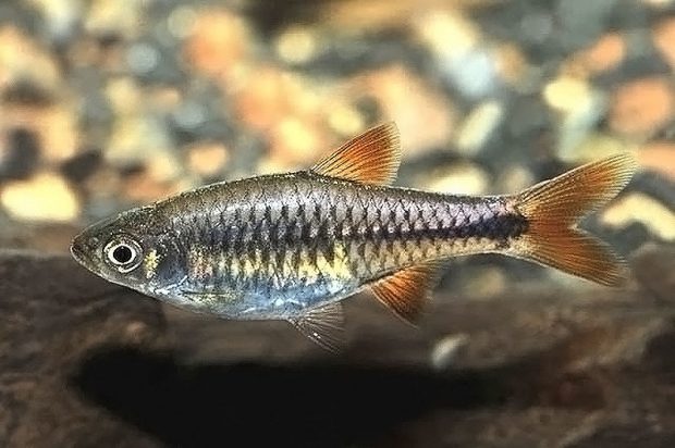 Расбора вишневая (Rasbora lacrimula) содержание и разведение в домашних аквариумах