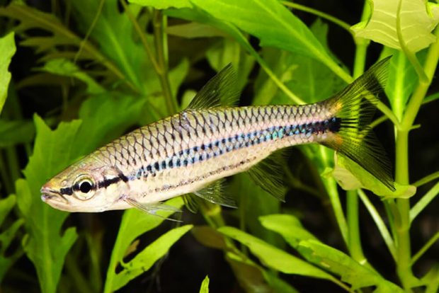 Расбора двухполосая (Rasbora cephalotaenia) содержание и размножение в домашнем аквариуме