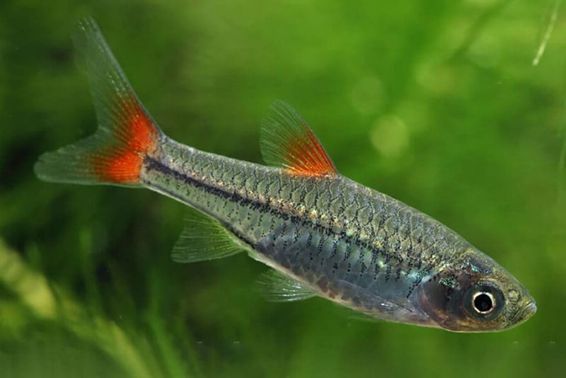 Расбора красноплавничная (Rasbora rubrodorsalis) содержание и разведение в домашнем аквариуме