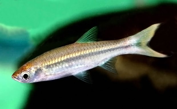 Расбора торниери (Rasbora tornieri) содержание и размножение в домашнем аквариуме