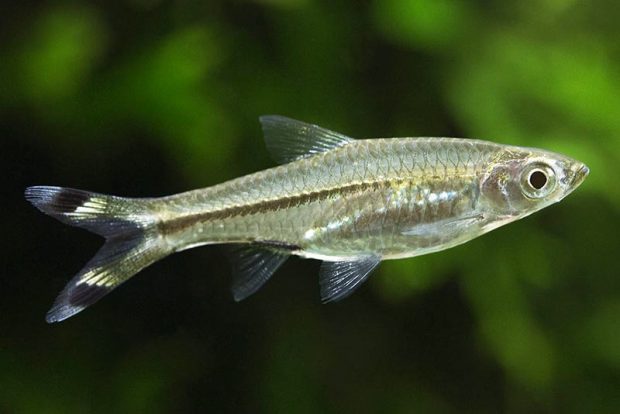 Расбора трехлинейная (Rasbora trilineata) содержание и разведение в домашнем аквариуме