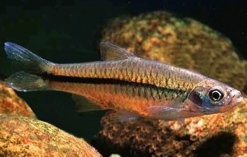 Расбора китайская (Rasbora steineri) содержание и разведение в домашнем аквариуме