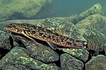 Представители рода Barbatula чаще других содержащиеся в домашних аквариумах
