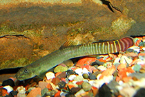 Представители рода Aborichthys обычно содержащиеся в домашних аквариумах