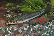Представители рода Acanthocobitis обычно содержащиеся в домашних аквариумах