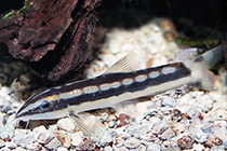 Представители рода Ambastaia чаще других содержащиеся в домашних аквариумах