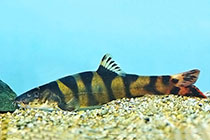 Представители рода Leptobotia чаще других содержащиеся в домашнем аквариуме