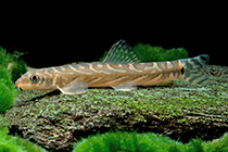 Представители род Mesonoemacheilus чаще других содержащиеся в домашнем аквариуме