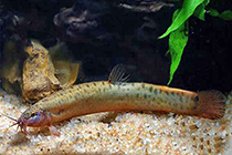 Представители рода Misgurnus обычно содержащиеся в домашнем аквариуме