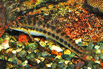 Представители рода Nemacheilus обычно содержащиеся в домашних аквариумах