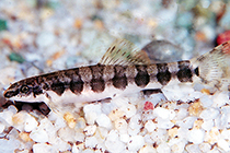 Представители рода Serpenticobitis чаще других содержащиеся в домашних аквариумах