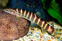 Представители рода Sinibotia чаще других содержащиеся в домашних аквариумах