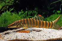 Представители рода Syncrossus обычно содержащиеся в домашних аквариумах